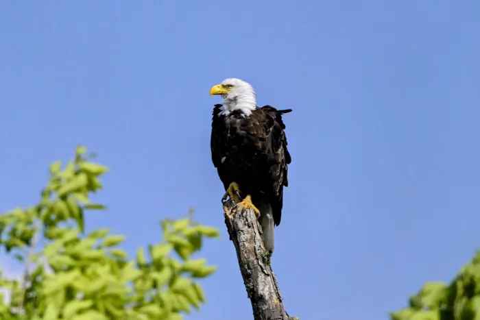 Hoodoo Point Campground Picture 1