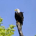 Hoodoo Point Campground