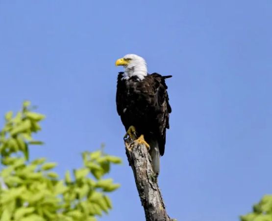 Hoodoo Point Campground