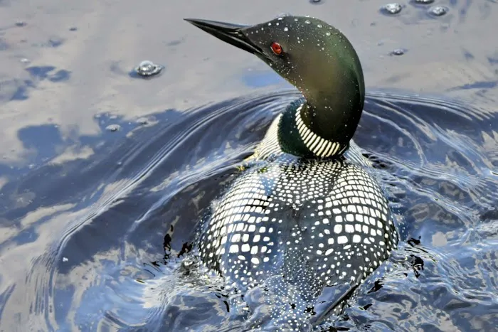 Hoodoo Point Campground Picture 9