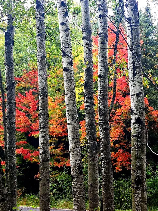 McKinley Park Campground Picture 5