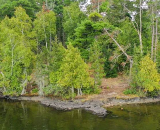 Pine Island North East USFS Campsite