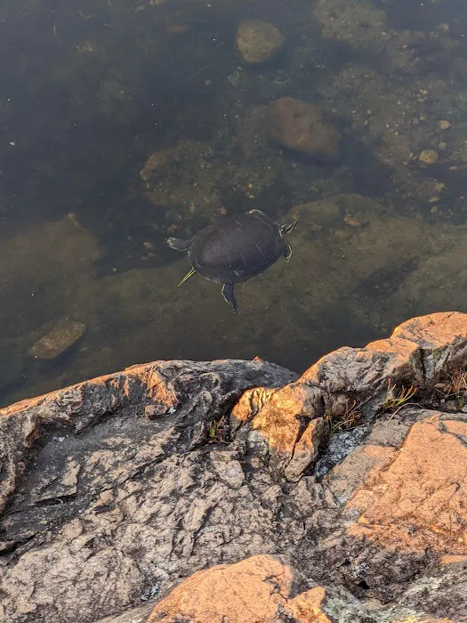 Upper Bass Lake Campsite Picture 4