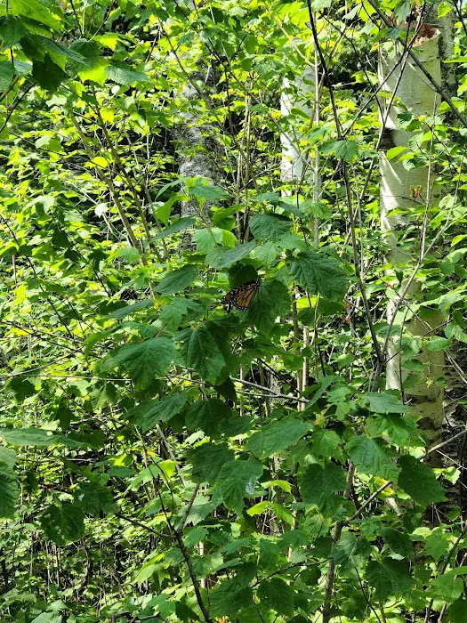 Harriet Lake Rustic Campground Picture 5