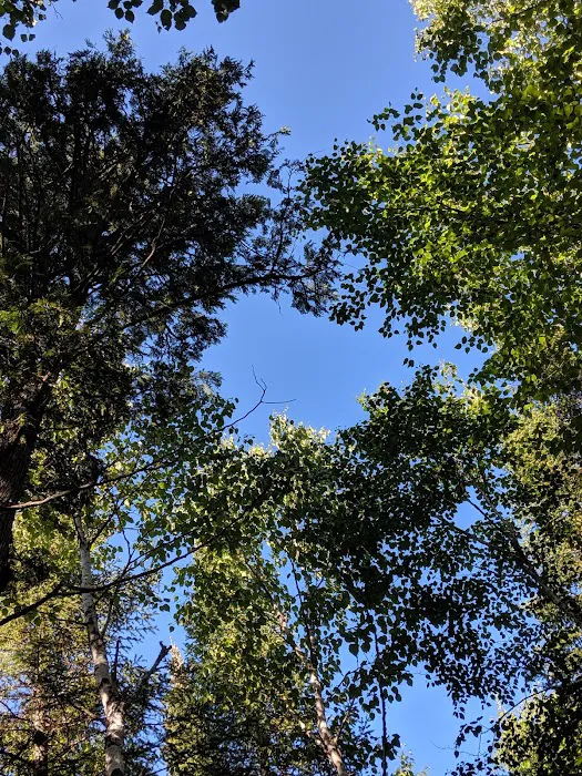 Ninemile Lake Campground Picture 1