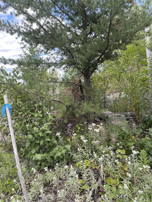 Pose Lake Campsite - Powwow Trail Picture 5