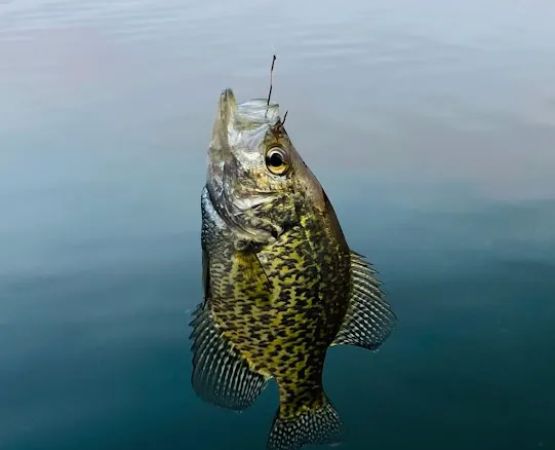 Hinsdale Island Campground