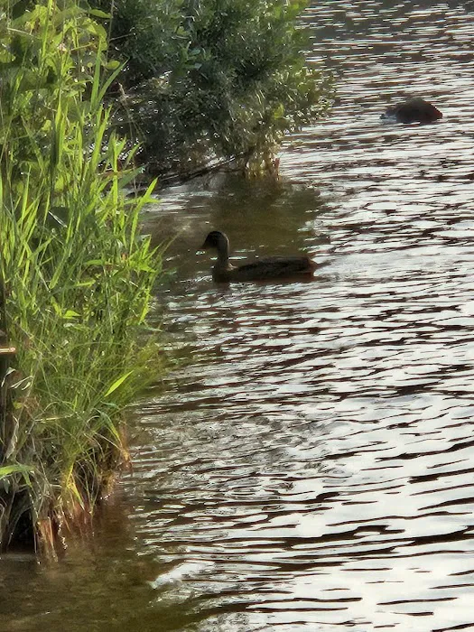 Wakemup Bay Campground Picture 7