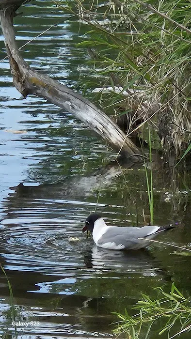Cottonwood Campground Picture 2