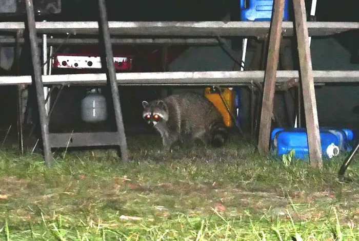 Ft Francis Campsite Voyager Picture 1