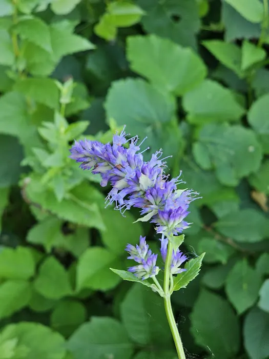 Red cloud Picture 10