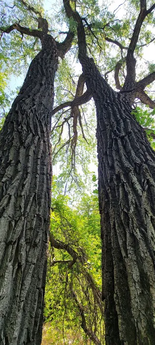 Buffalo River State Park Campground Picture 5
