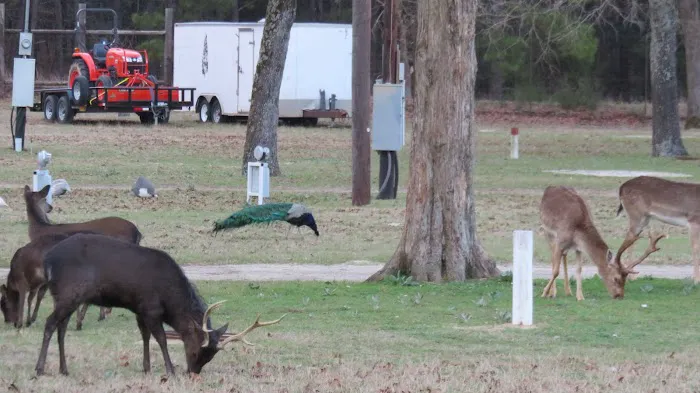 Camp Tonkawa Springs RV Park and Campground Picture 1