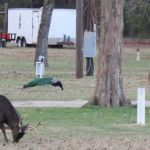 Camp Tonkawa Springs RV Park and Campground