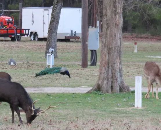 Camp Tonkawa Springs RV Park and Campground