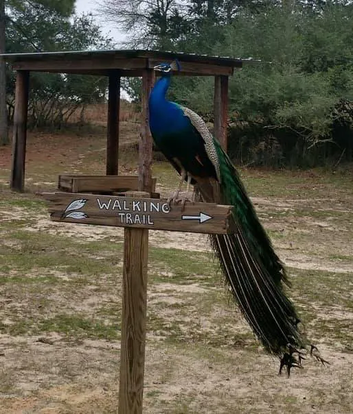 Camp Tonkawa Springs RV Park and Campground Picture 10