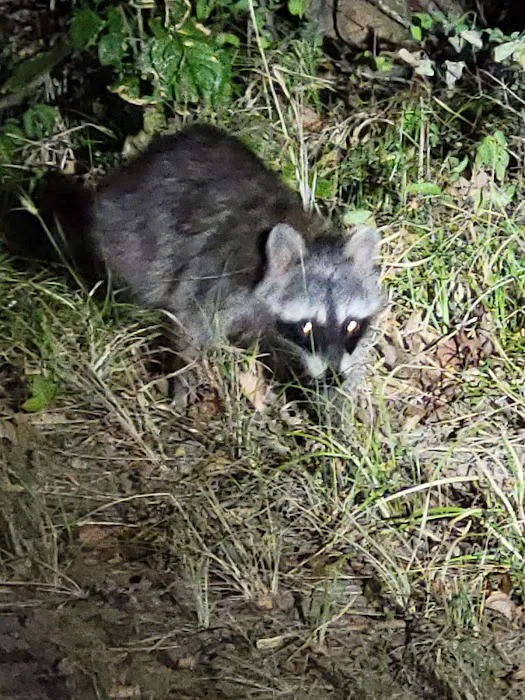 Bright Star Campground Picture 3