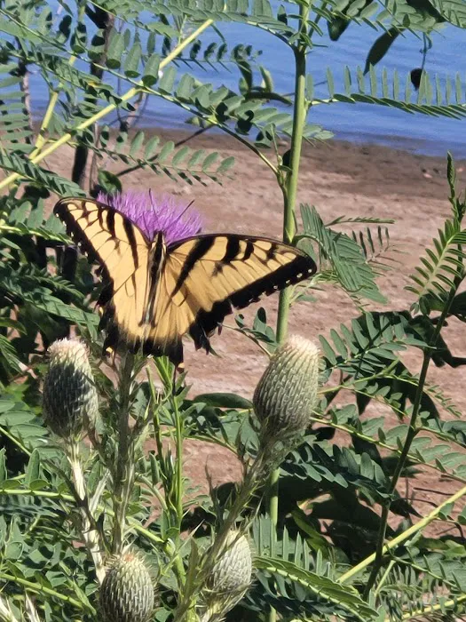 Bright Star Campground Picture 2