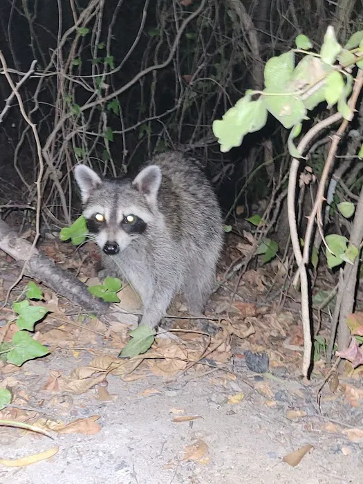 Bright Star Campground Picture 10