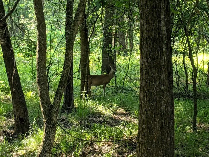 Oak Grove Campground Picture 6