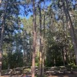 Ozawindib Group Center