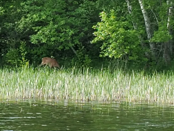 Whaley's Resort & Campground Picture 6