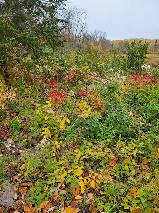 Big Elbow Lake Lodge and Campground LLP Picture 5