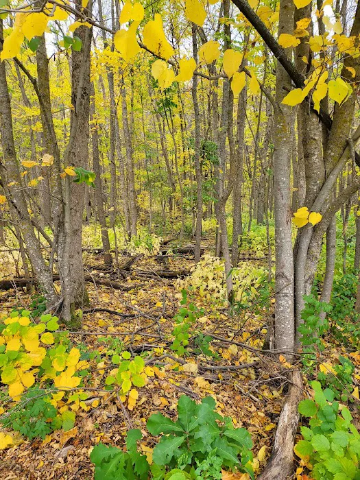 Big Elbow Lake Lodge and Campground LLP Picture 1