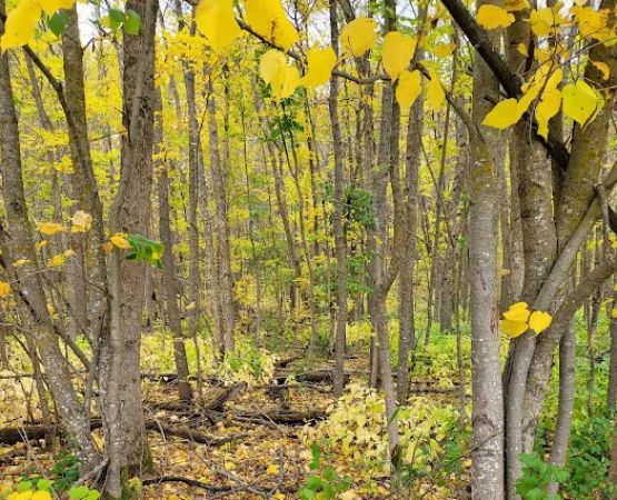 Big Elbow Lake Lodge and Campground LLP