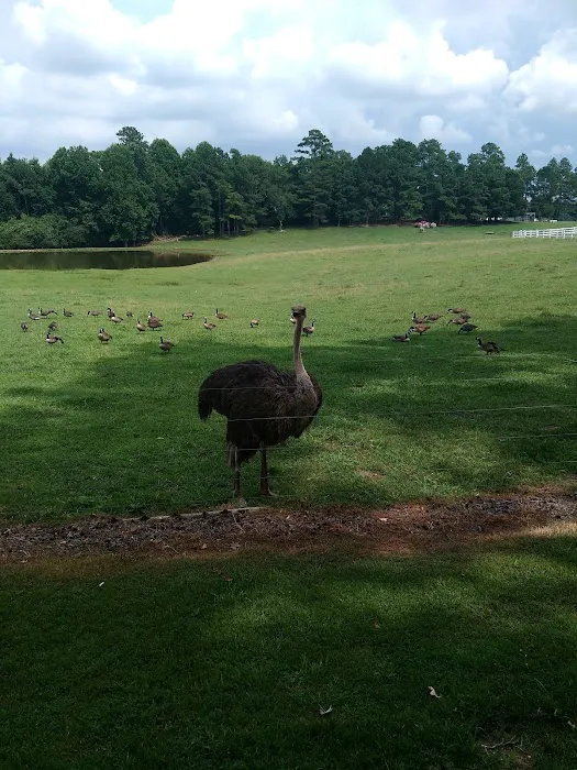 Rock Ridge Campground Picture 9