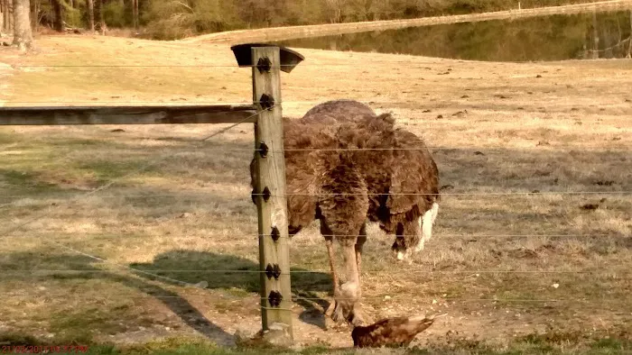 Rock Ridge Campground Picture 4