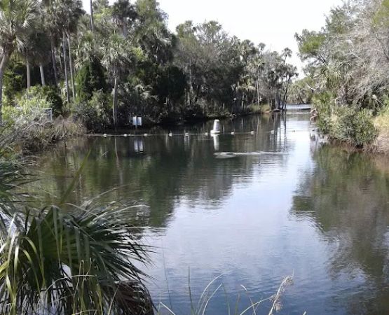 Atchafalya Wma campground