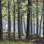 Gum Springs Campground and Picnic Area