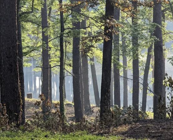 Gum Springs Campground and Picnic Area