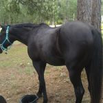 Gum Springs Horse Campground