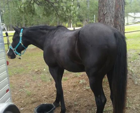 Gum Springs Horse Campground