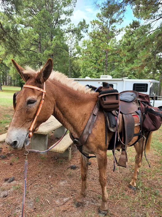 Gum Springs Horse Campground Picture 8