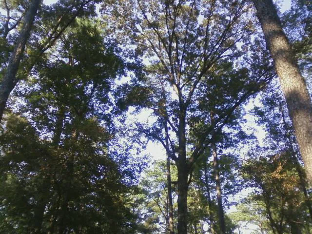 Gum Springs Horse Campground Picture 6