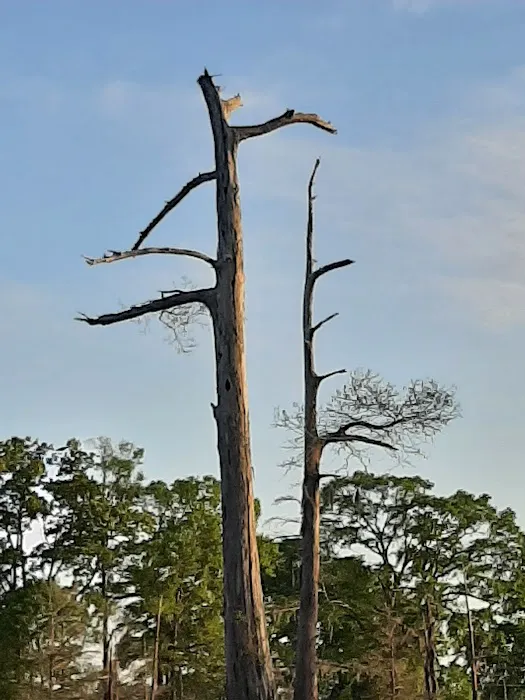 Woolen Lake Road Campground and Boat Launch Picture 7