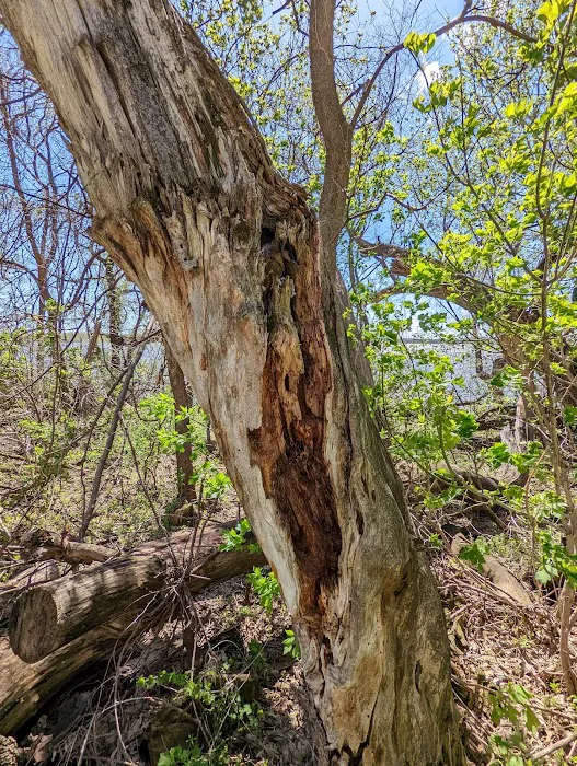 Lac qui Parle Upper Campground Picture 9