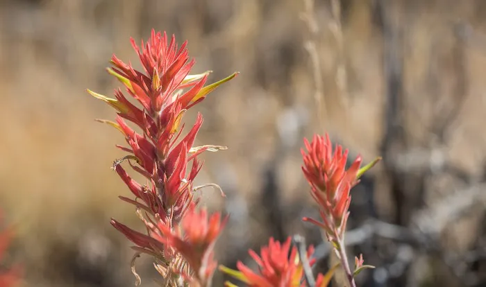 Green Mountain Campground Picture 3