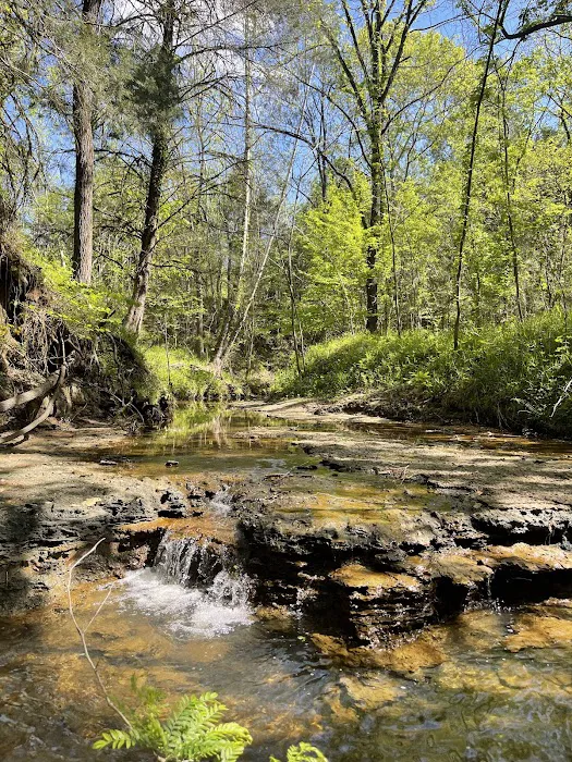 Shark Tooth Creek Picture 10
