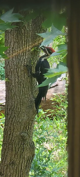 Lowe's Creek Park Picture 5