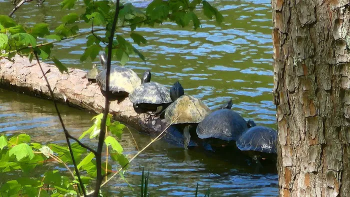 Indian Mounds Campground - Sabine National Forest Picture 4