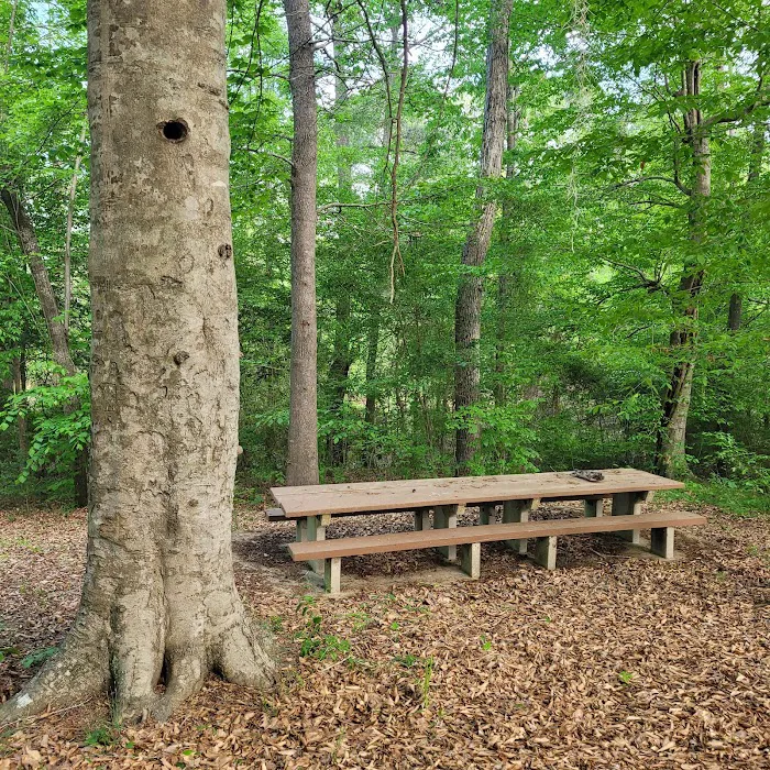 Willow Oak Campground - Sabine National Forest Picture 9