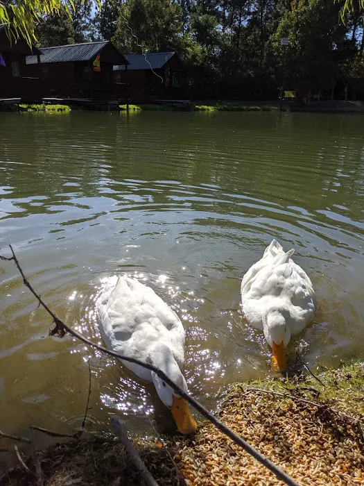 Brookeland / Lake Sam Rayburn KOA Holiday Picture 5