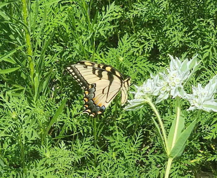 Rockford SRA Swimming Beach Picture 6