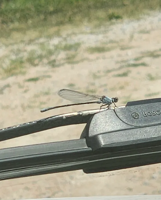 Rockford SRA Swimming Beach Picture 9