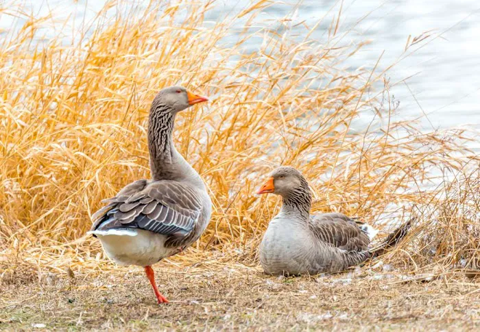 Crystal Springs Campground Picture 8