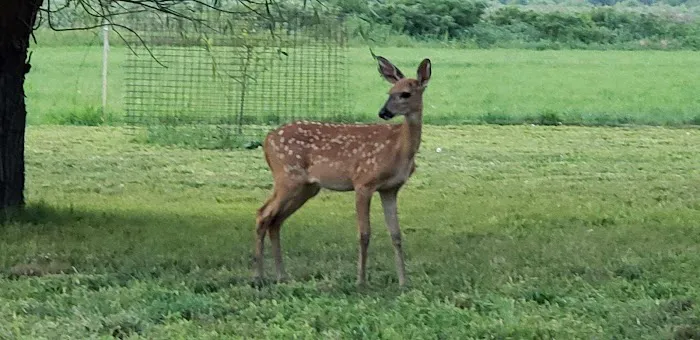 Big Red Resort Picture 1